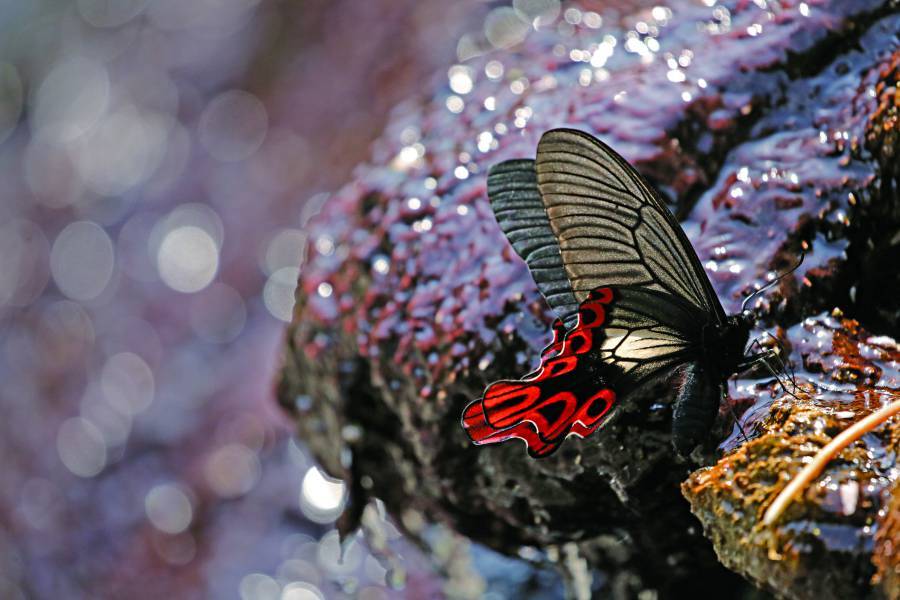 The only way to get the most natural photo is to not disturb your subject. (Pictured here, a parent and chick
Collared Scops Owl (Otus lettia) sleep soundly inside a tree cavity.